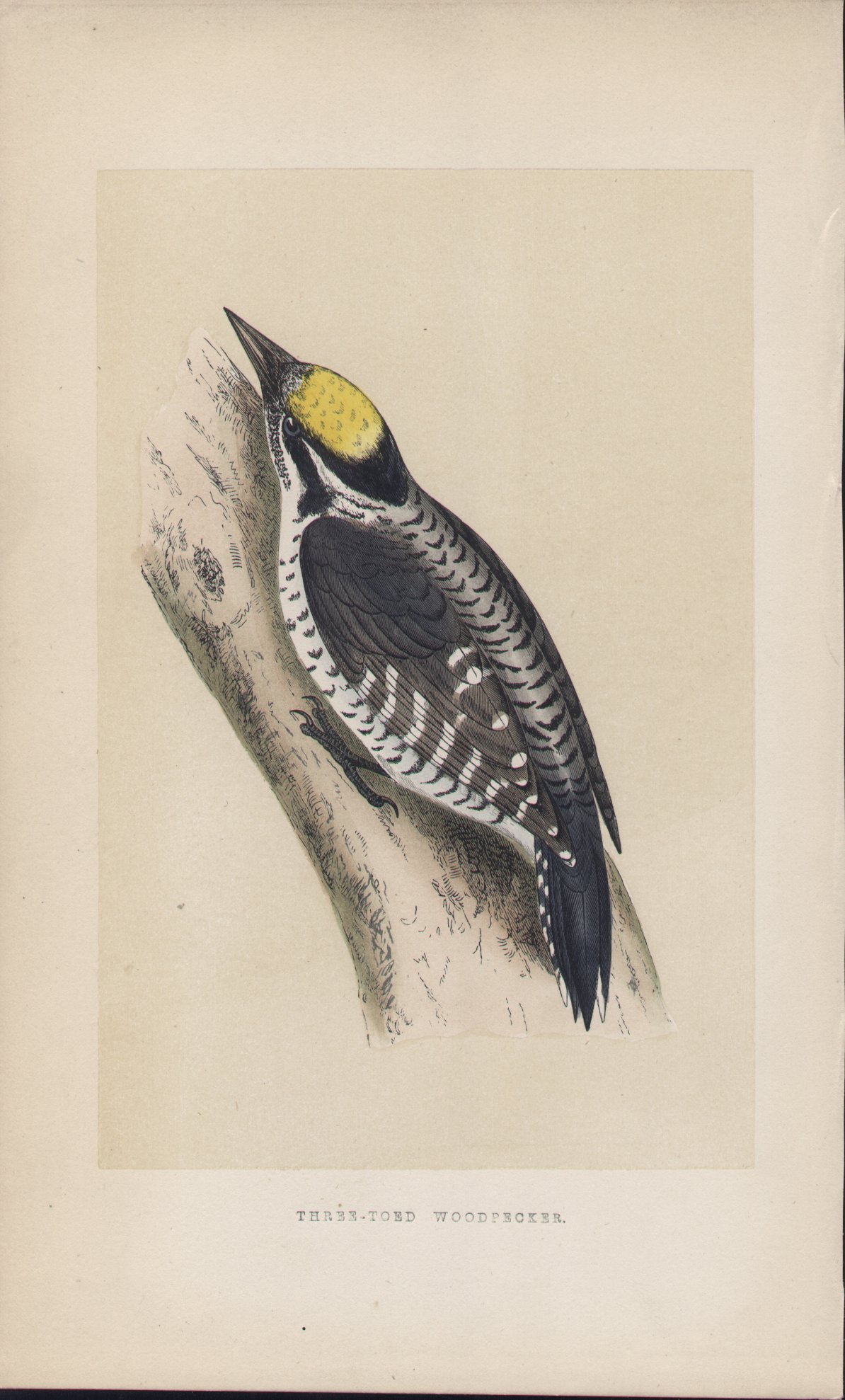 Wood - Three-toed Woodpecker - Fawcett
